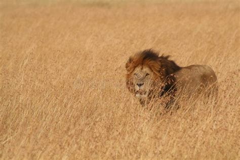 Male Lion in Serengeti. Male Lion Hunting in the Serengeti in Tanzania ...