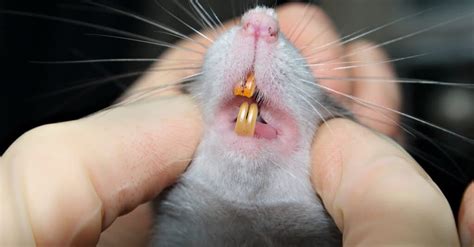 Rat Teeth: Everything You Need to Know - A-Z Animals