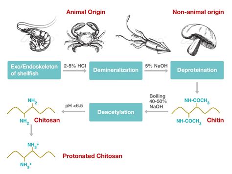 An Overview, Properties and Biomedical Applications of Chitosan