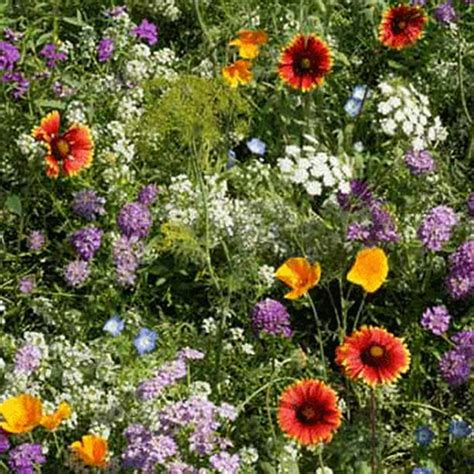 Low Growing Wildflower Seed Mix - 4 g Packet ~6000 Seeds - Mix of ...