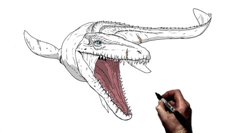 How To Draw Mosasaurus Step By Step Easy Drawings Dibujos Faciles ...