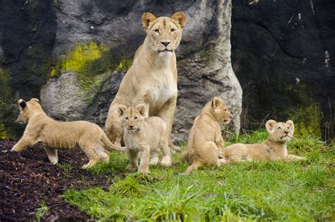 Lion cubs debut at Woodland Park Zoo – My Ballard