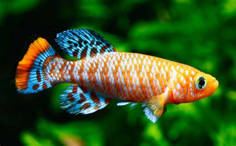 Respiration Facts: Animals That Breathe Through Gills - A-Z Animals