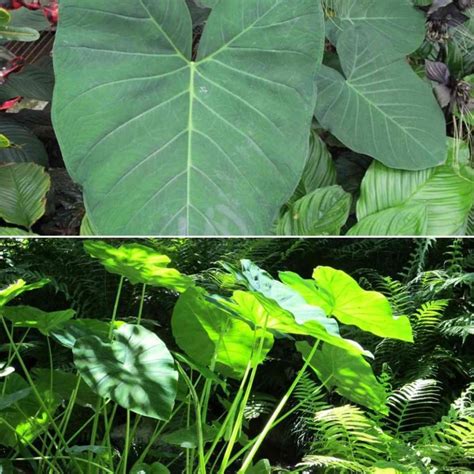 Big Leaf Plants List - A Complete Information | Gardening Tips