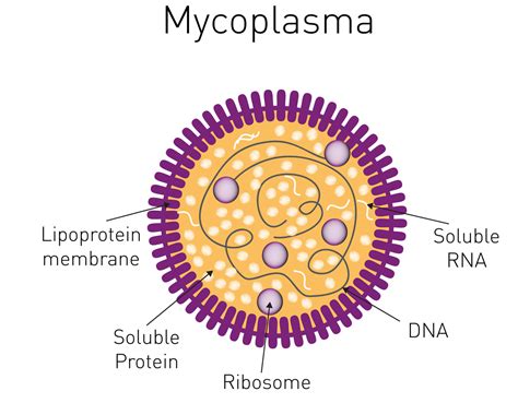 Mycoplasma Cell Culture Contamination Symptoms