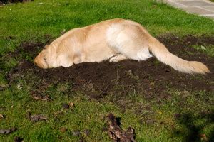 Doggie Landscaping – Creating a Dig Pit for Your Dog - A Stay in the ...