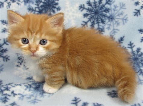 23+ Munchkin Cat - Furry Kittens