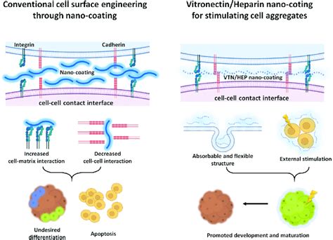 VTN/HEP nano-coating provides a more flexible cell environment compared ...