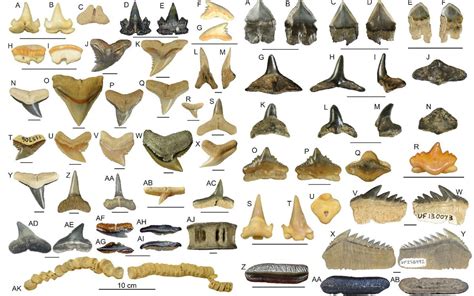 Top 48+ imagen shark tooth fossil - Abzlocal.mx