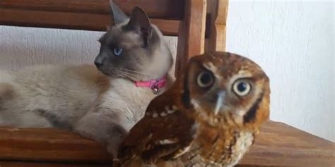 Owl And Cat Are Friends, And All Is Right With The World (VIDEO)