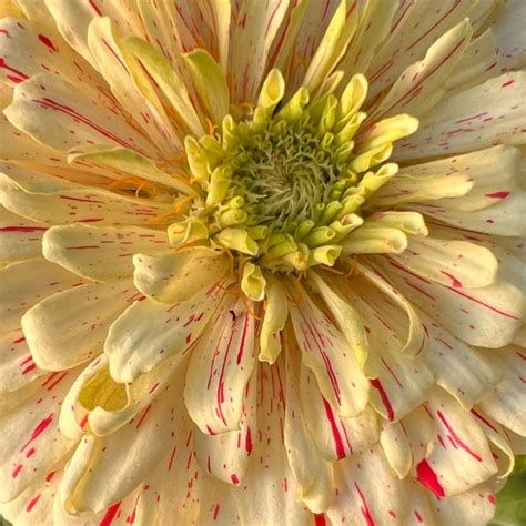 Organic Candy Cane Zinnia - Fruition Seeds