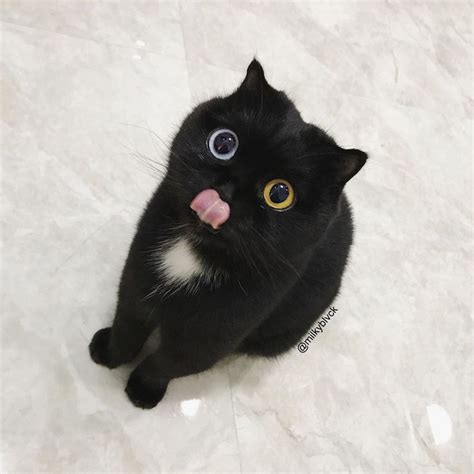 Internet goes crazy over adorable odd-eyed black kitty named ‘Milk ...