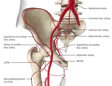 Hip Joint: Anatomy | Concise Medical Knowledge