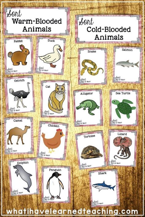 Warm-Blooded Vs. Cold-Blooded Animals Science Sort | Third grade ...