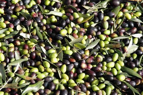 Curiosity & Insights - 5 things to know about olive's harvest and ...