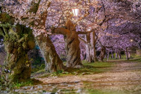 Cherry blossom at Kintaikyo bridge Iwakuni city, Japan 19761580 Stock ...