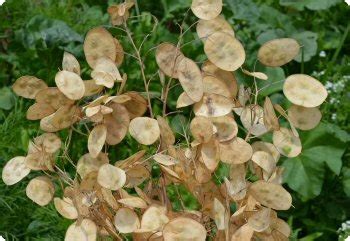 Lunaria annua (Honesty, Money Plant) Seeds