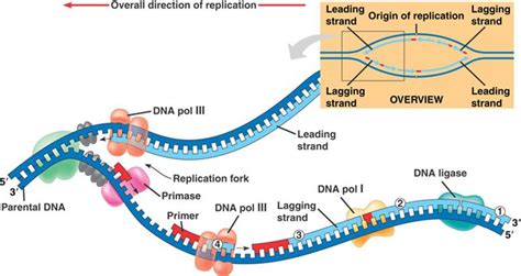 Diagram Explaining Dna Replication