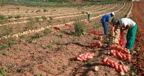 Butternut Crop Management - Vegetable Farming South Africa