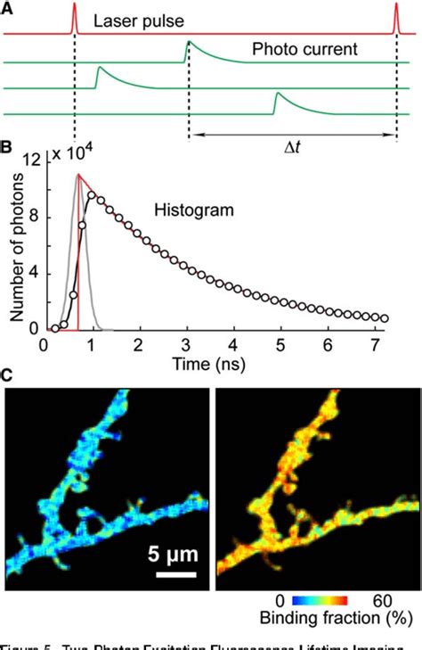 Figure 6 from Principles of Two-Photon Excitation Microscopy and Its ...