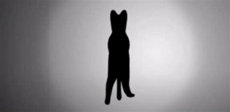 VIRAL: Cat rotating in different direction in illusion