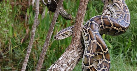 10 Incredible Python Facts (#9 is Truly Scary) - A-Z Animals