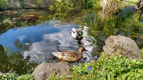 Step-by-Step Guide on How to Build a Duck Pond in Your Homestead