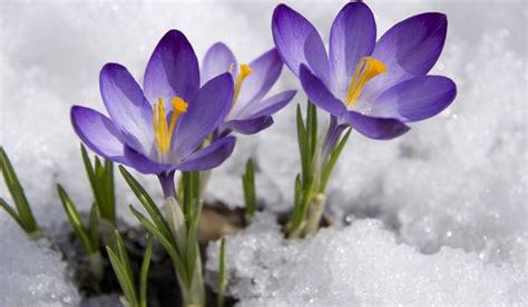 Purple Crocuses Peeping Up From The Snow. #Purple #Crocuses #Snow #iris ...