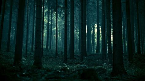 Forbidden Forest - Hogwarts after dark — CHYOA