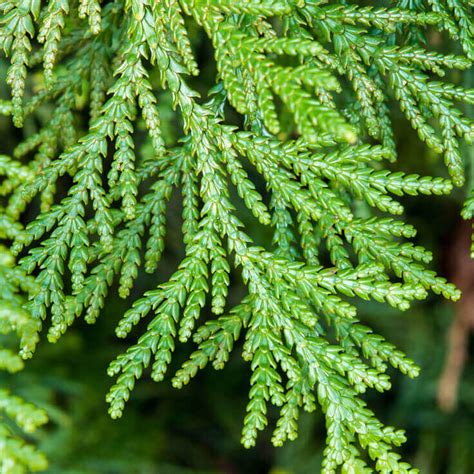 Cedar Leaf, White Thuja Essential Oil -EOTHUW