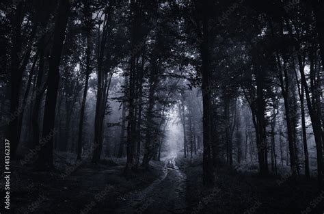 Night in scary dark forest. Surreal Halloween landscape Stock Photo ...