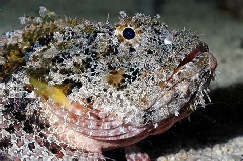 Stonefish- (with extremely poisonous spines) available as Framed Prints ...