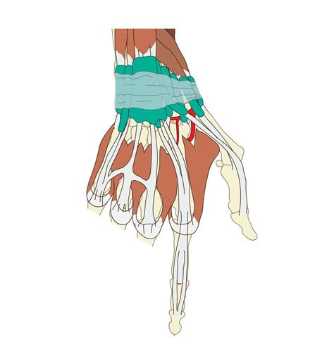 Dorsum of hand - e-Anatomy - IMAIOS