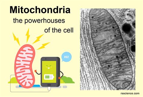 Mitochondria - the powerhouses of the cell - definition, structure ...