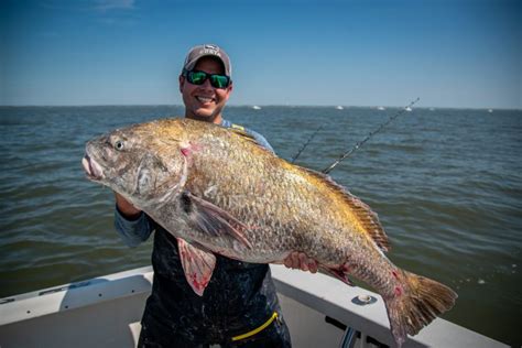 Black Drum Fishing in Delaware Bay - On The Water