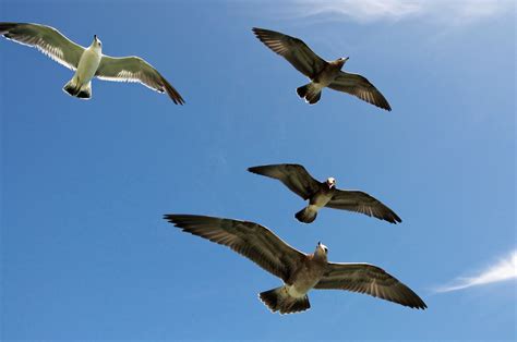 Fotos gratis : mar, naturaleza, pájaro, ala, cielo, ave marina, volador ...