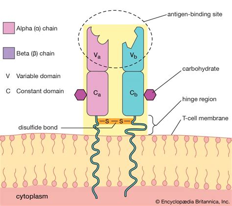 Receptor Sites Function