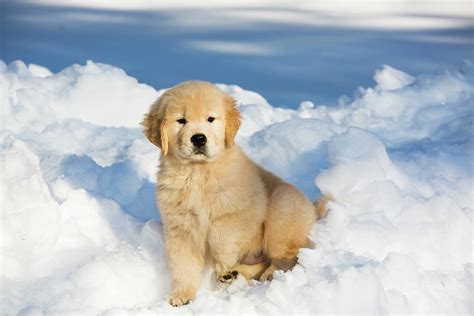 Golden Retriever Pup In Snow, Holland, Massachusetts, Usa Photograph by ...