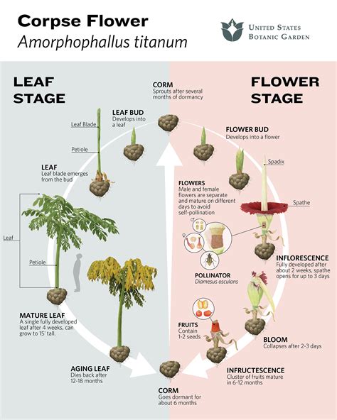 Corpse flowers at U.S. Botanic Garden | United States Botanic Garden