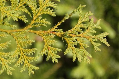 Atlantic white-cedar | The Morton Arboretum