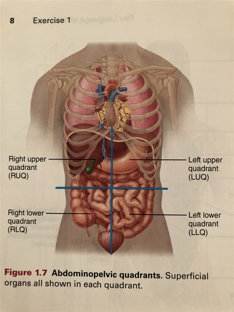 Anatomy Four Quadrants Of The Body Abdominopelvic Regions And | Images ...