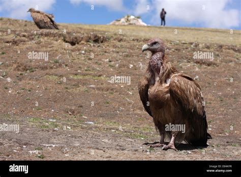 Vultures at a Sky Burial, Litang, Sichuan Stock Photo - Alamy