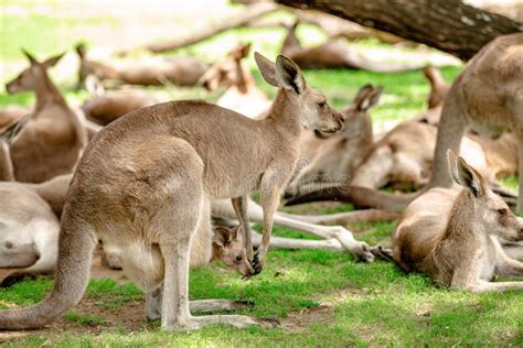 Kangaroos and Wallabies at the Santuary, Queensland, Australia Stock ...