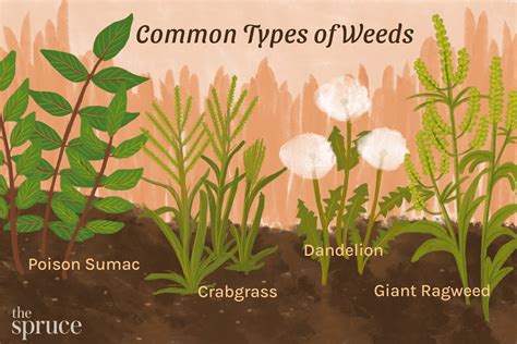 Lawn Weeds Types