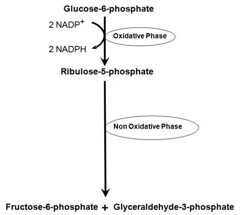 Hexose monophosphate shunt. 3. It is the main generator of reduced ...