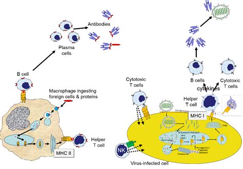 Adaptive Immune System Diagram