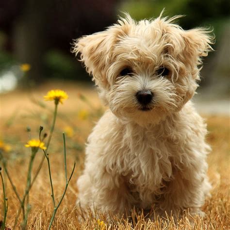 Puppy Dog Breeds Pictures