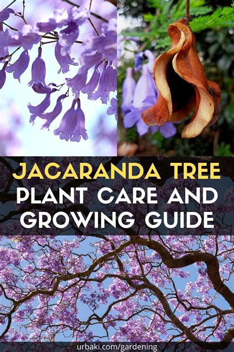 Jacaranda Tree: Plant Care and Growing Guide