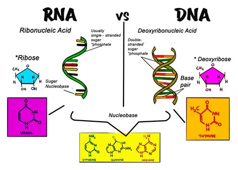 Difference Between Dna And Rna