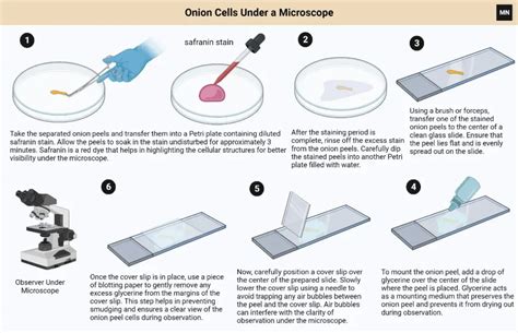 Onion Cells Under a Microscope - Biology Notes Online